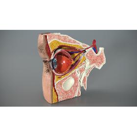 3D model Eye Anatomy Cross-Section Right